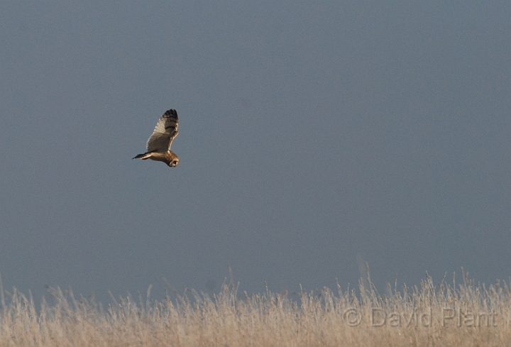 Short-eared owl - E.JPG - Short-eared owl - Gloucestershire